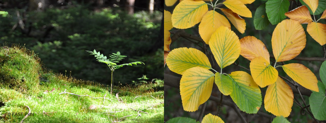 Einladung: Seminar „Der Sorbus-Tag, von der Vogelbeere bis zum Speierling“